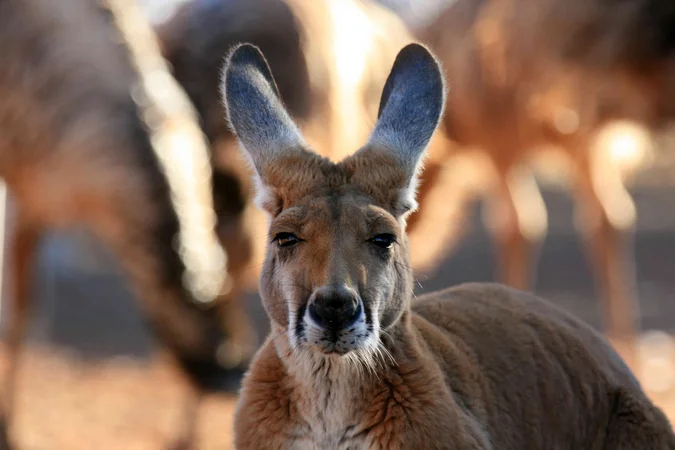australia_red-kangaroo